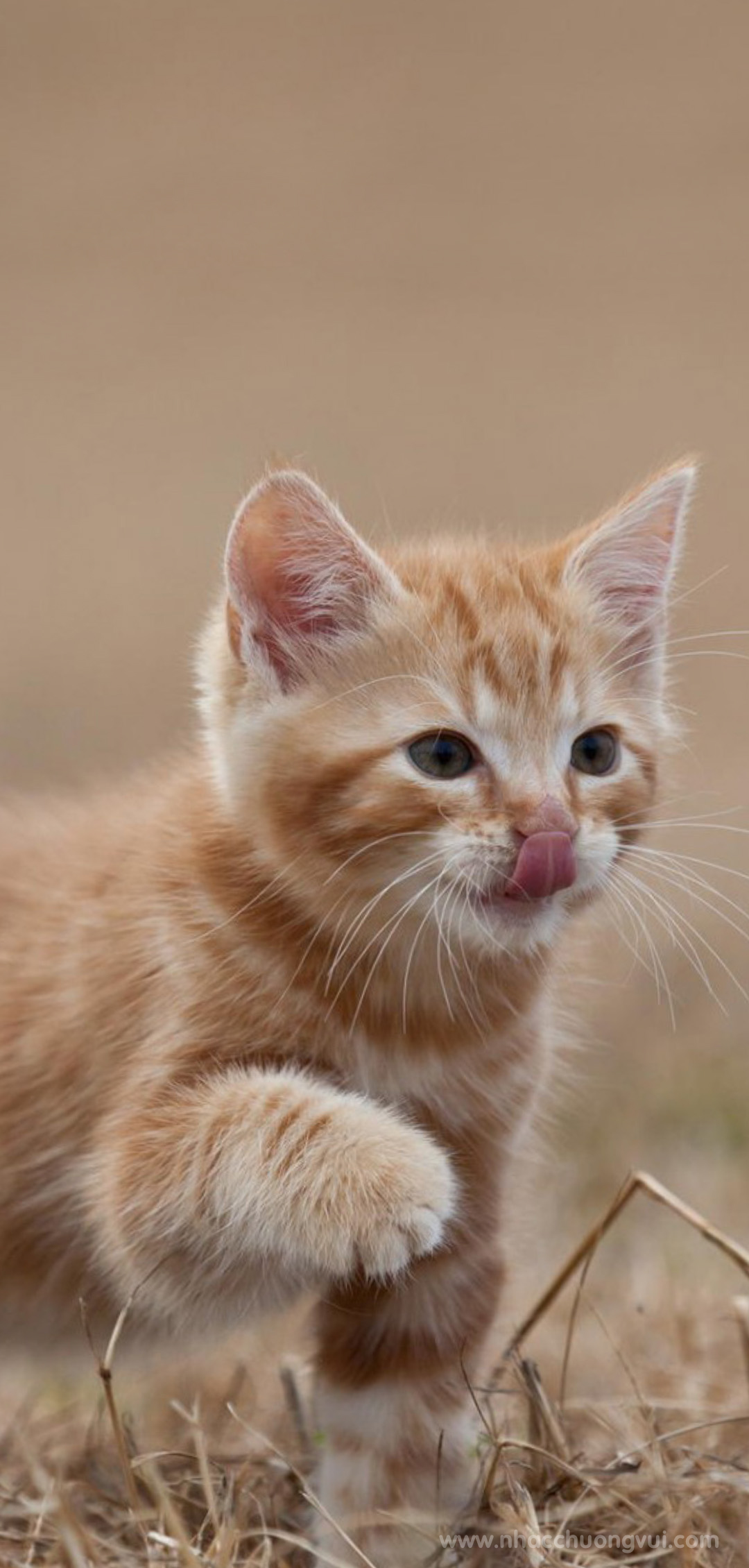 Mèo con liếm mũi dễ thương