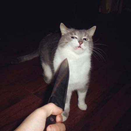Meme mèo bị chĩa dao vào cổ hài hước