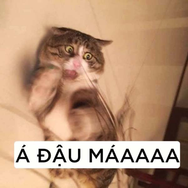 Hình ảnh meme mèo bựa nói đậu má...