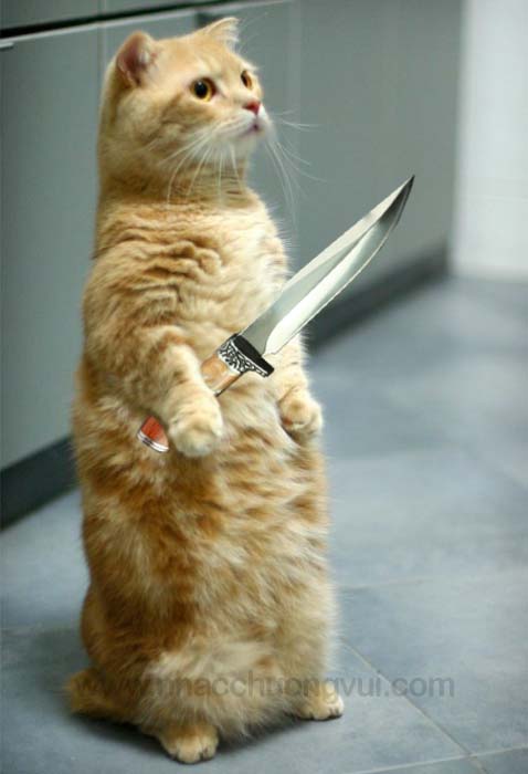 Meme mèo cầm dao găm bá đạo