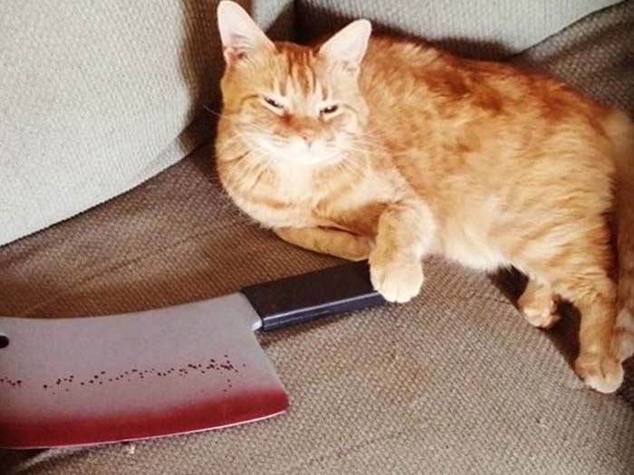 Ảnh meme mèo vàng cầm dao phay ngầu nhất