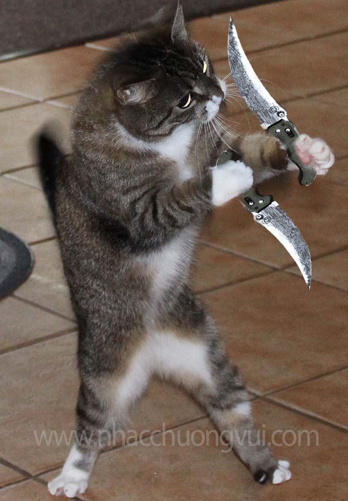 Hình ảnh mèo cầm dao bá đạo