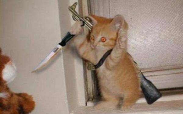 Meme mèo cầm dao và súng dơ tay đầu hàng