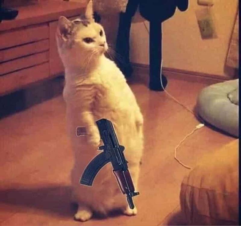 Hình ảnh meme mèo cầm súng ak47 giống người