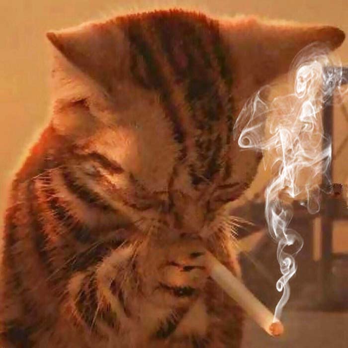 Hình ảnh mèo bựa hút thuốc