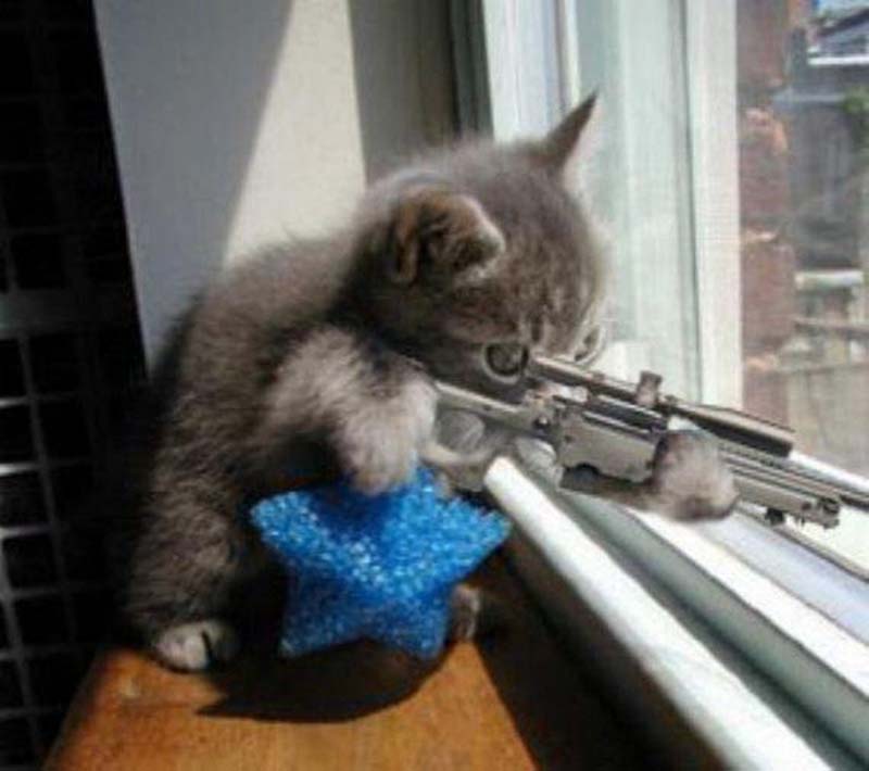 Meme mèo con cầm súng bẳn tỉa cực ngầu