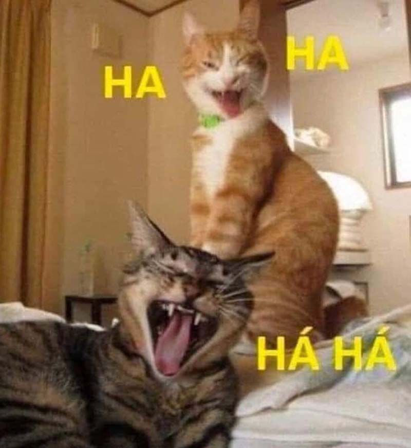 Ảnh mèo bựa cười hahaha...