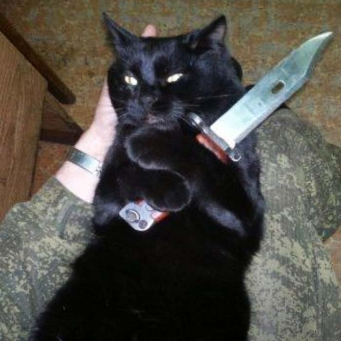 Meme mèo đen ôm dao