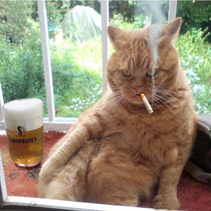 Hình ảnh vui mèo hút thuốc bá ngầu