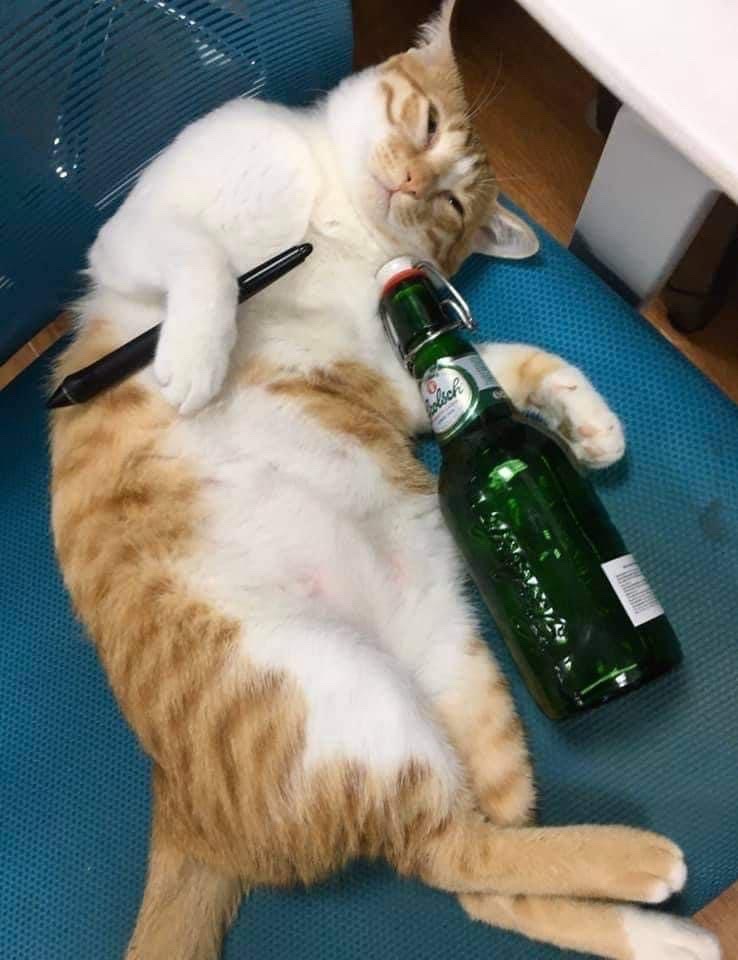 Ảnh chế mèo say rượu bụa và hài hước nhất