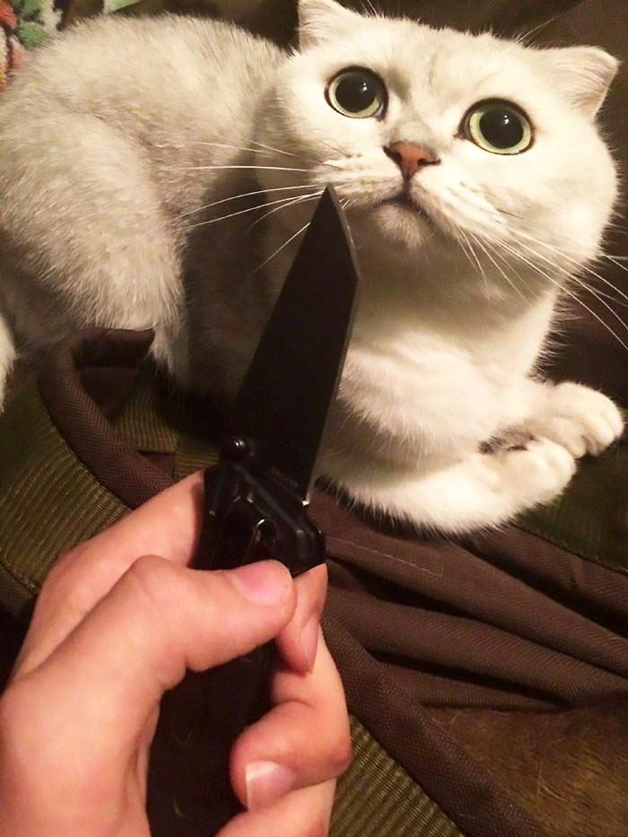 Ảnh chế hài hước mèo trắng bị dao chĩa vào người