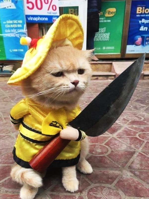 Meme mèo vàng cầm dao phay