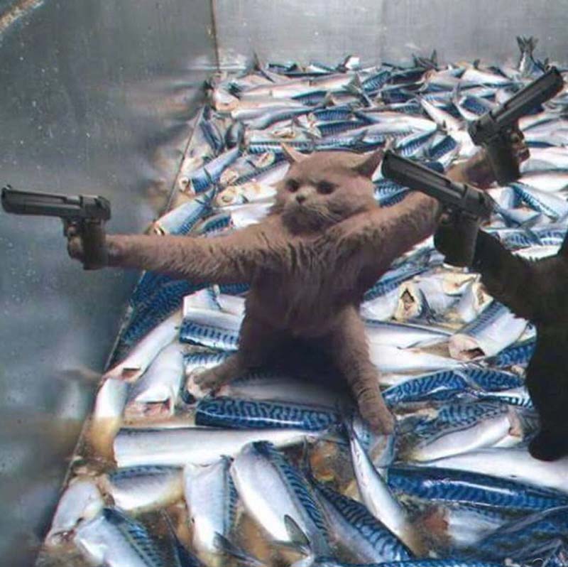 Ảnh chế mèo xám cầm súng với rất nhiều cá