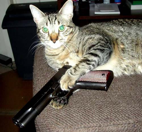 Ảnh chế mèo xám ôm súng lục